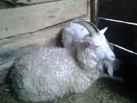 Фото Придонська коза