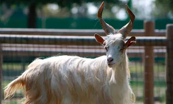 Породи кіз Гіргентана