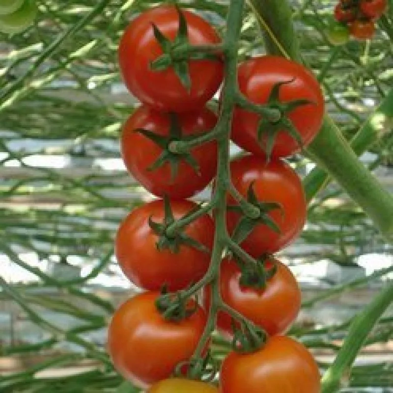 Аранка F1 / Aranca F1