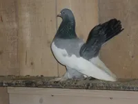 Фото Астраханські