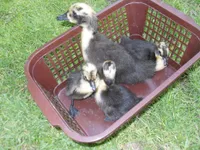 Фото Шетландська