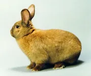 Фото Сассекс