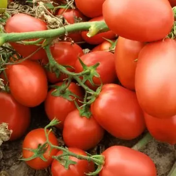 Семарол / Semarol