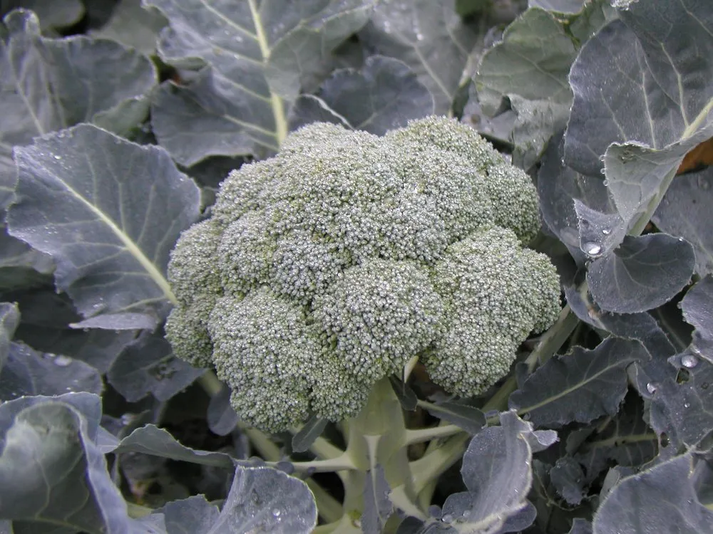 Айронмен F1 / Irionman F1