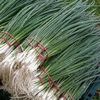 Лонг Уайт Кошигая