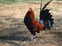 Фото Староанглійська бійцівська бентамка