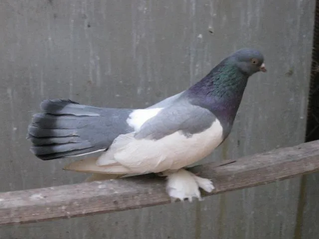 Астраханські