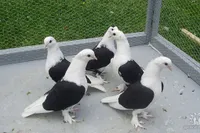 Фото Краснодарські бойні