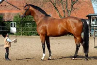 Фото Тракенер (Trakehner)