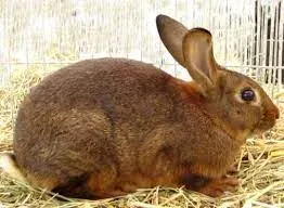Породи кроликів Коричневий Каштановий Лотарингійський | Brun Marron de Lorraine