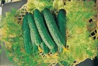 Фото Вірента F1