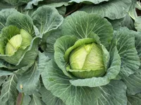 Фото Крауткайзер F1