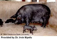 Фото Мукота (Макота, Mukota)