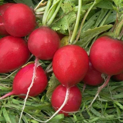 Вінара F1 / Vinara F1