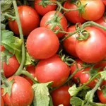 Фото Семапрім F1 / Semaprim F1