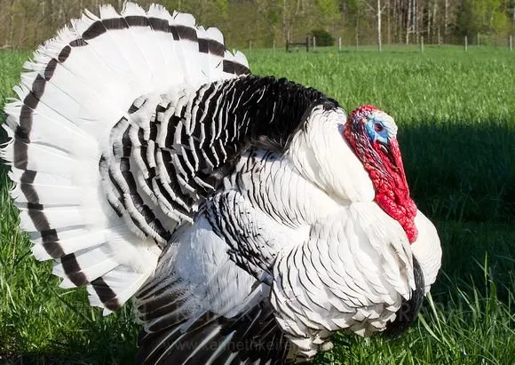 Королівські (Royal Palm)