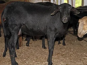 Породи овець Санта Інес (Santa Inês)