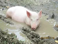 Фото Чуч Ньєу (Thuoc Nhieu)