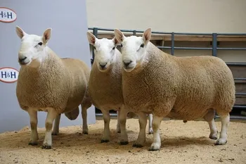 Породи овець Північний Чевіот (North Country Cheviot)