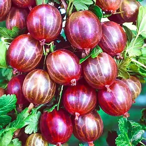 Уральський рожевий