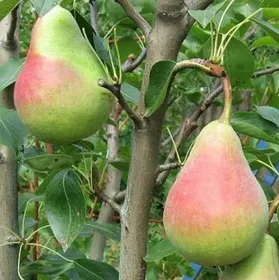 Сорти груш Вікторія