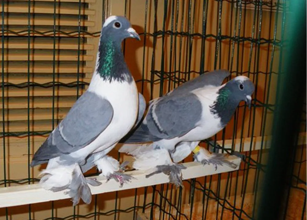 Тульський Чеграш