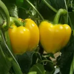 Фото Дербі F1