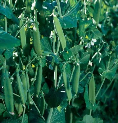 Кудрнач / Kudrnac