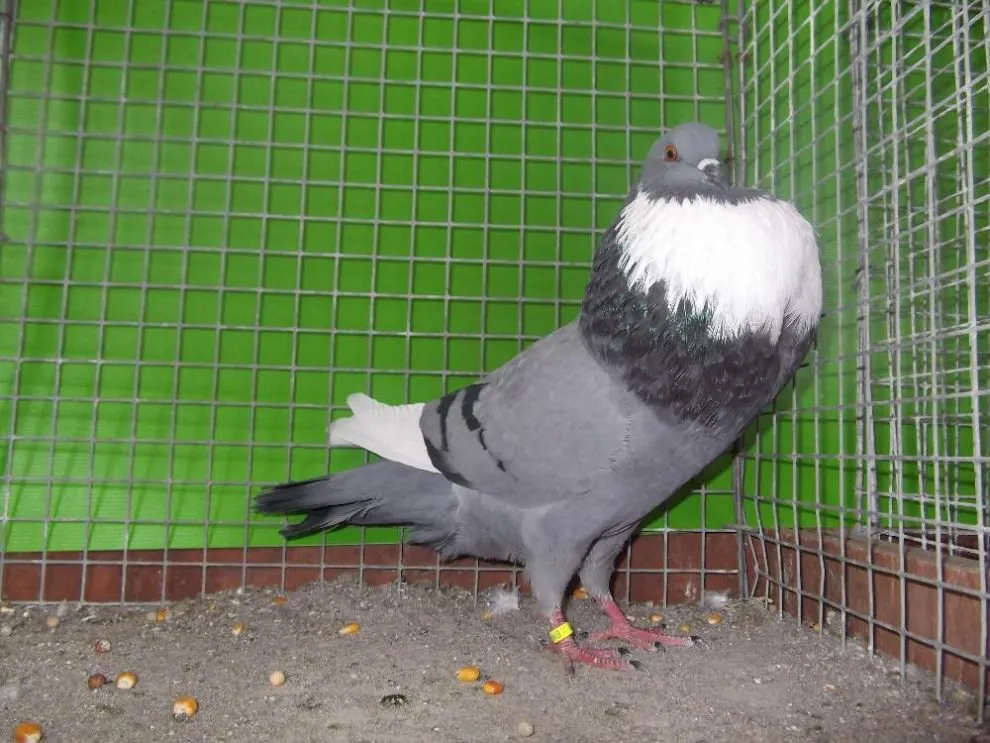 Ельзаський дутий