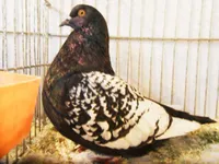 Фото Польська Рись