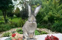 Фото Фландр (Фламандський Гігант)