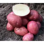 Фото Крістіна (Христина, Cristina)