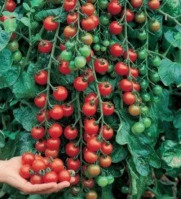 Черріколло F1