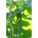 Фото Казанова F1