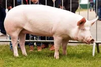 Фото Йоркширська (Йоркшир)