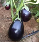 Фото Перфекшен F1 / Perfection F1