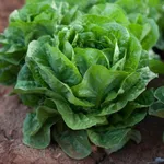 Фото Амадеус РЦ / Amadeus RZ