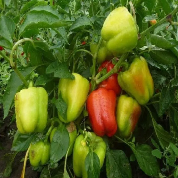 Квадрі F1 / Kvadry F1