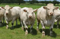 Фото Шароле (Шаролезька)