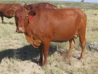 Фото Барзона