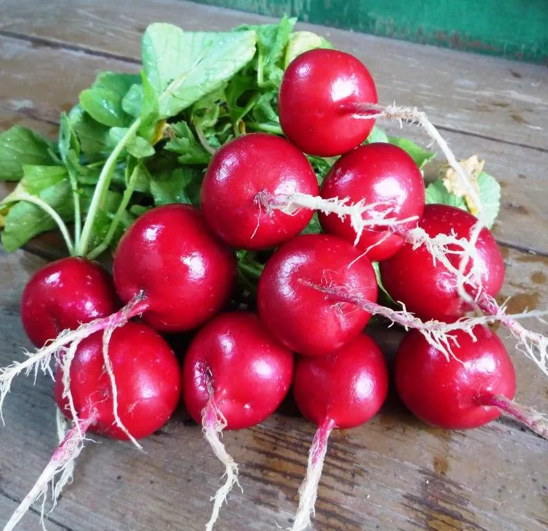 Редис Ранній червоний