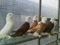 Фото Благодарненські бійні