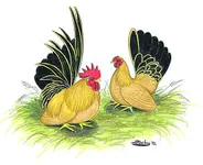 Фото Шабо (Японська Бентамка)