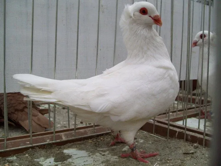 Соттобанка