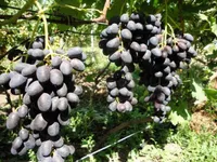 Фото Рішельє