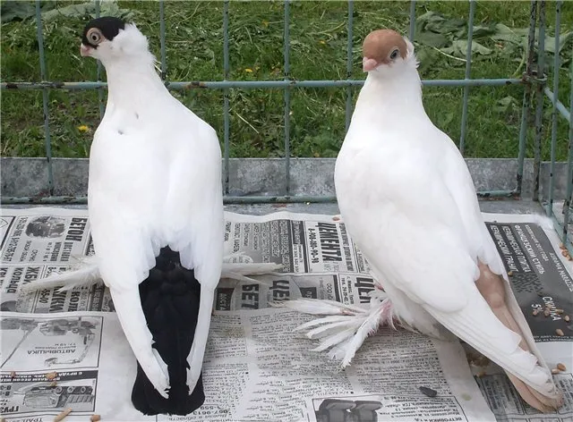 Уральський монах