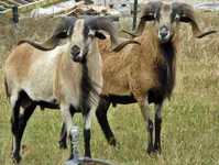 Фото Американська Блекбеллі (American Blackbelly)