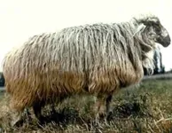 Фото Алай (Alai)