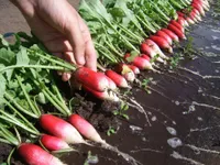 Фото Редис французский сніданок