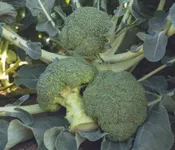 Фото Батавія F1